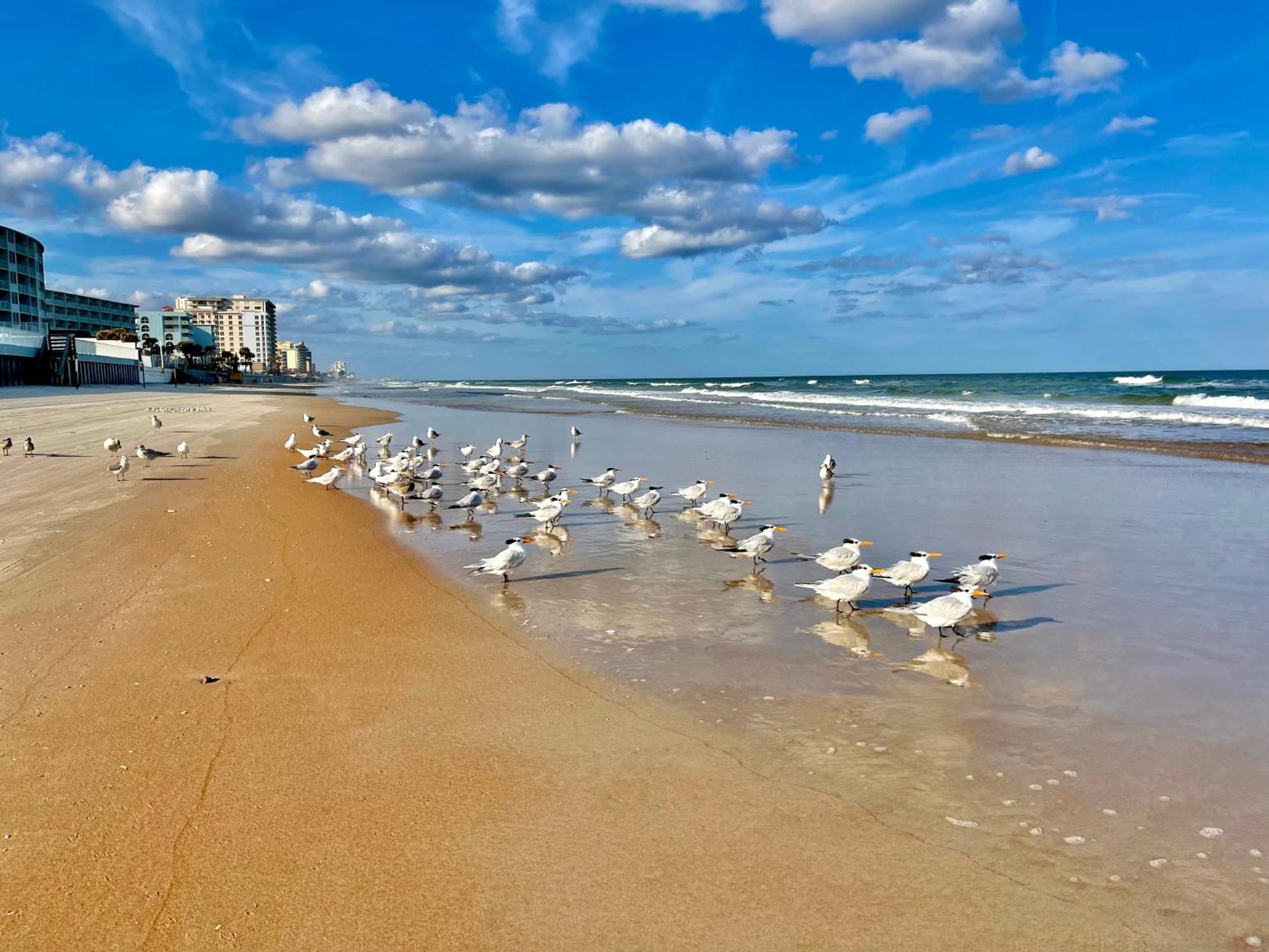 Sunset Studio Daytona Beachfront Dış mekan fotoğraf